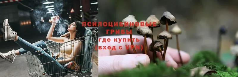 Псилоцибиновые грибы Psilocybe  Рославль 